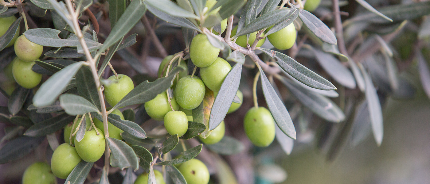 Olio Extravergine di oliva